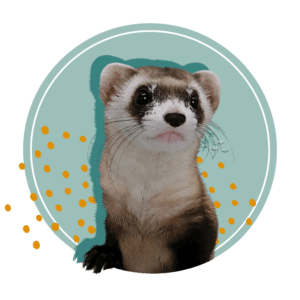 Black-footed Ferret project logo