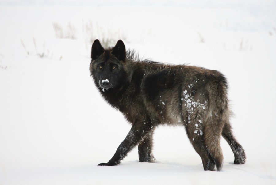 Black wolf in Lamar Valley in Yellowstone National Park