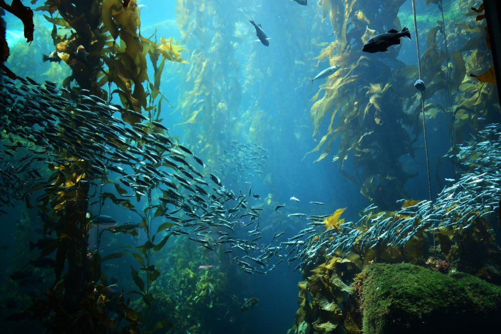 Thriving kelp forest | Shutterstock
