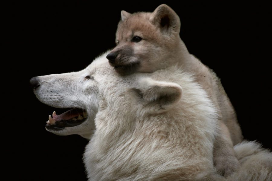 White Arctic wolf (Canis lupus arctos)with a cute and playful wolf cub on its head.