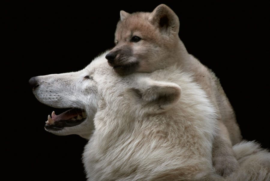 White Arctic wolf (Canis lupus arctos)with a cute and playful wolf cub on its head.