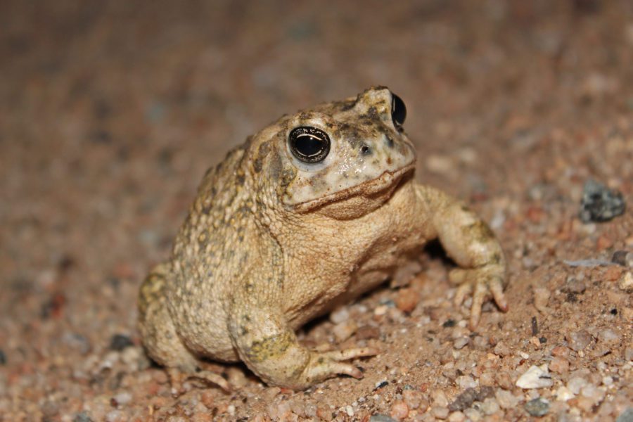 Arroyo Toad in the sand