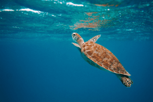 Sea turtle swimming in the ocean