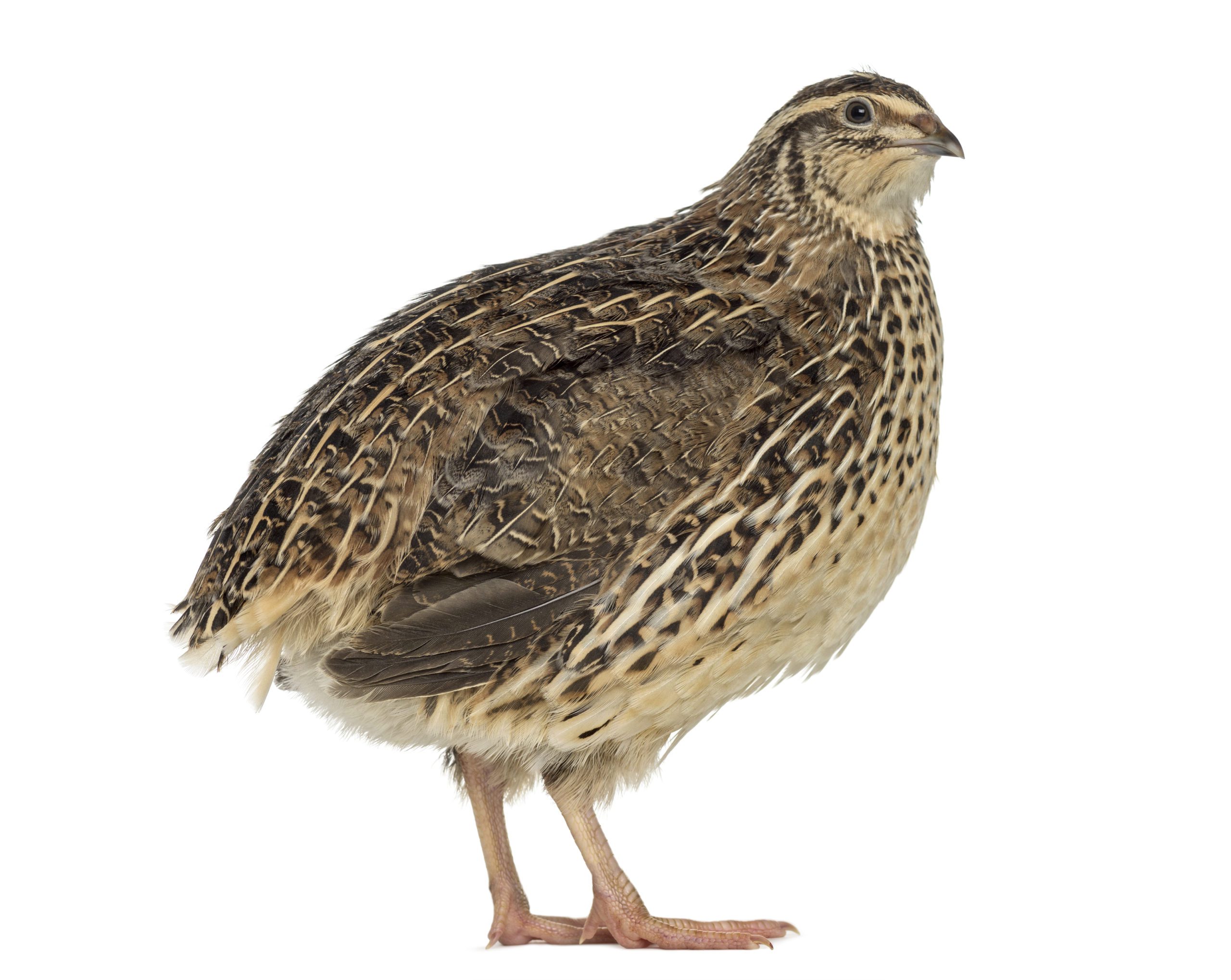 Japanese Quail (Coturnix Japonica) isolated on white.