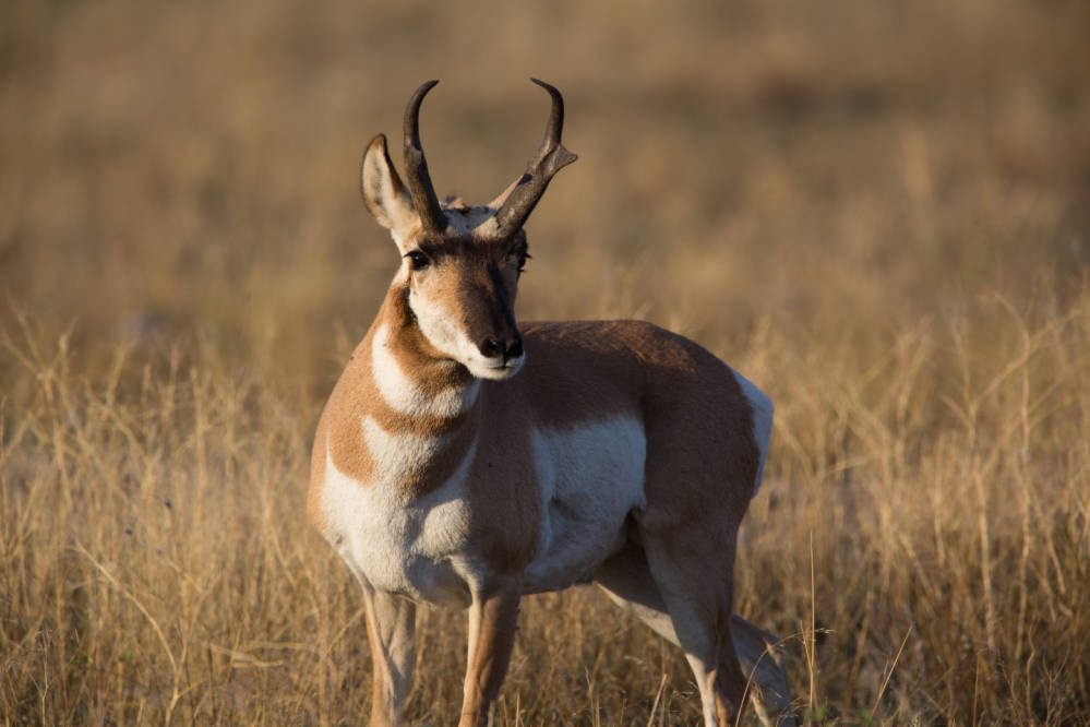 Pronghorn Antelope in morning sunlight close-up