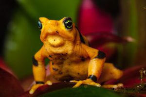 Critically endangered Panamanian golden frog (Atelopus zeteki)