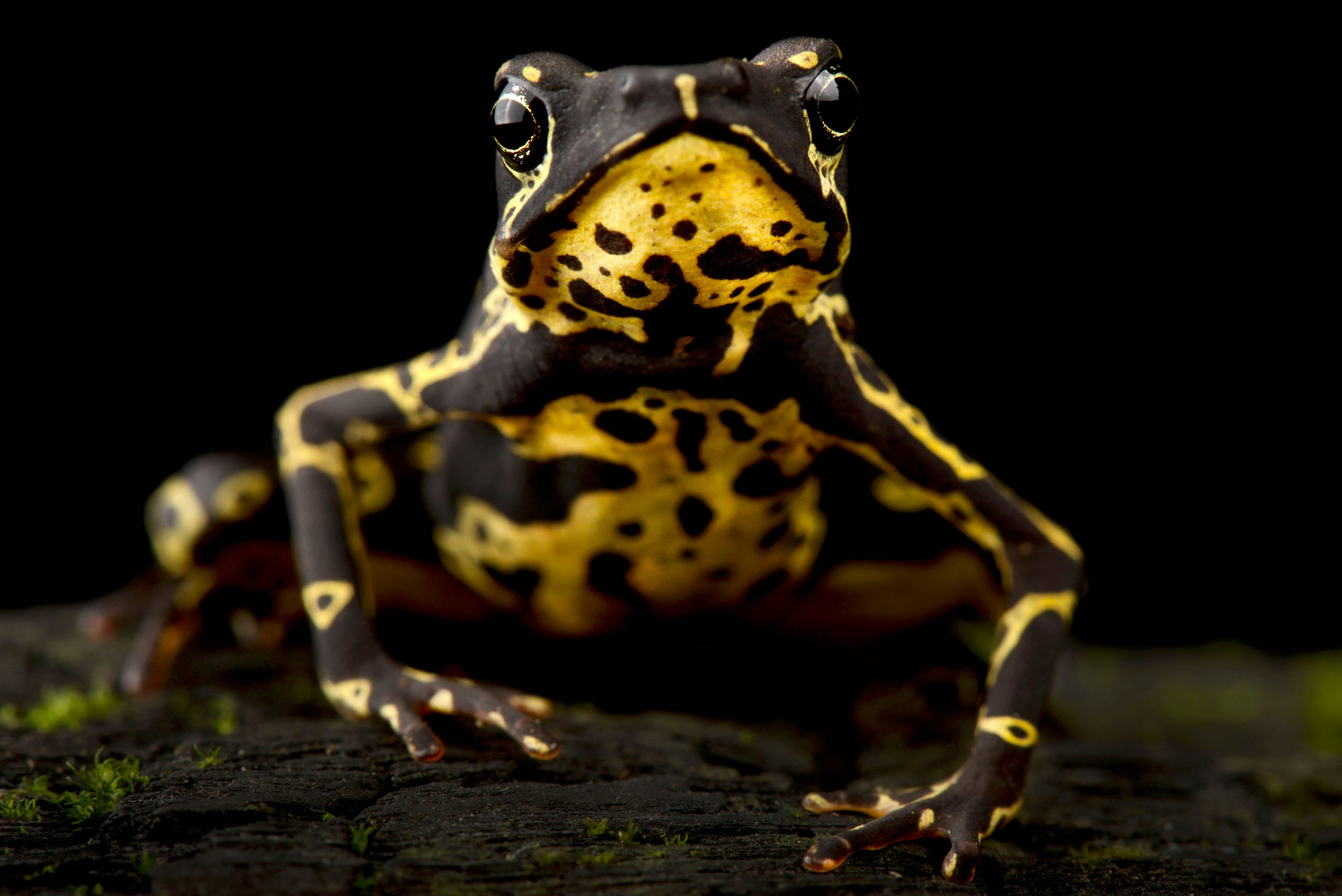 A species of harlequin toad. In 2022, we launched a new Wild Genomes initiative, targeting amphibian species. Photo: Shutterstock