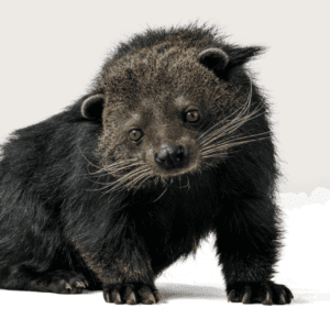 Binturong (Arctictis binturong) on white. Also known as the bearcat | Photo: Canva