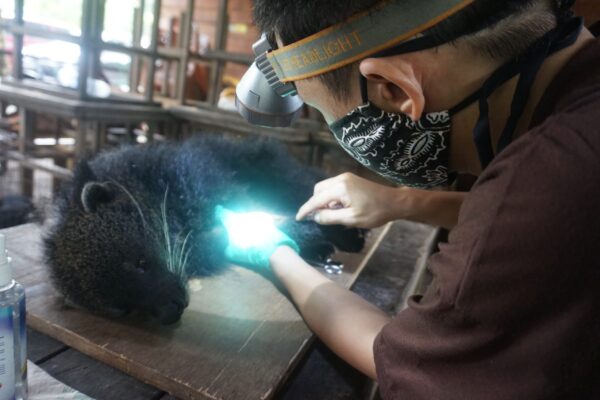 Blood collection from a binturong in Indonesia