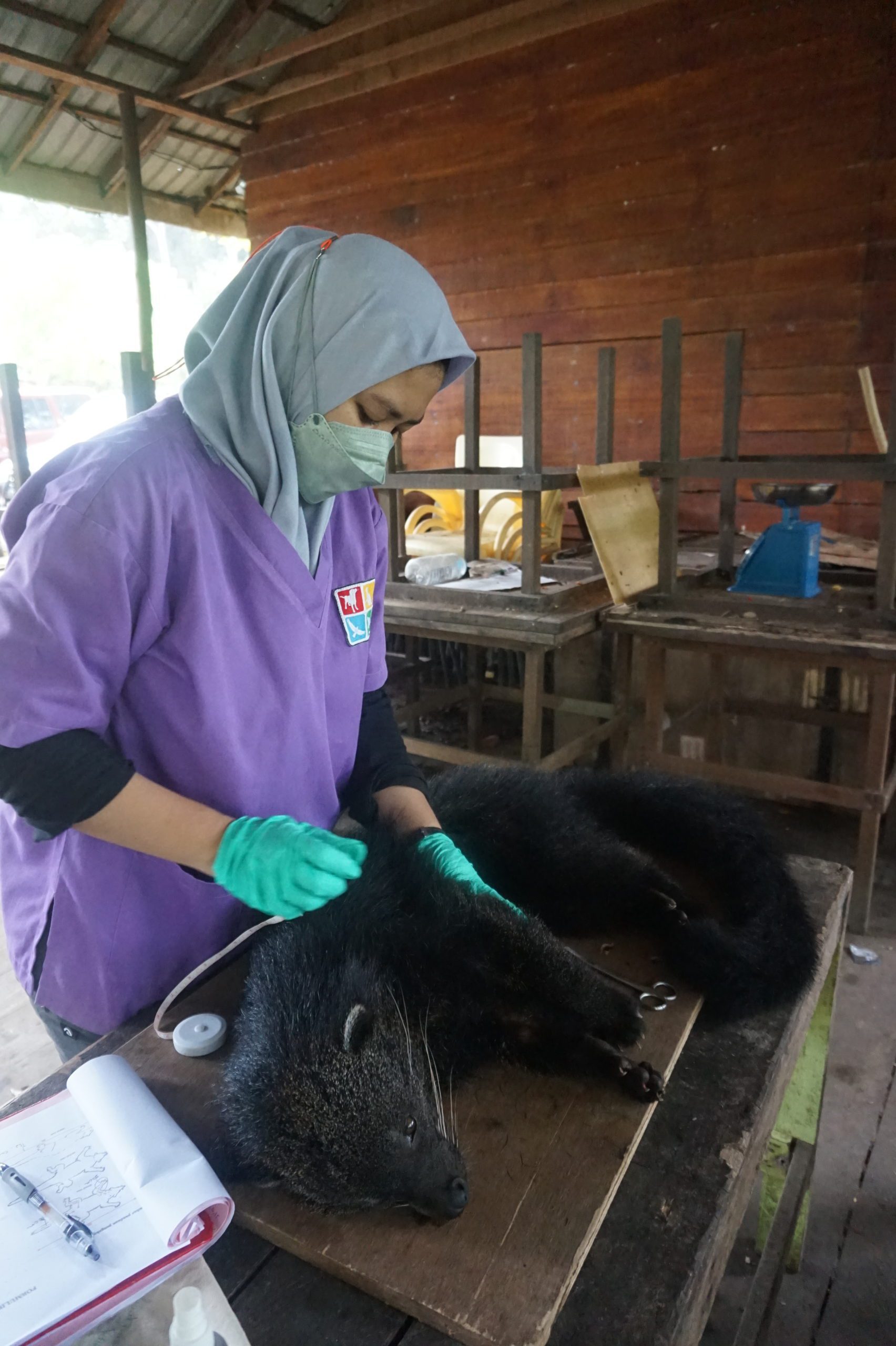 A binturong is examined before blood samples are taken
