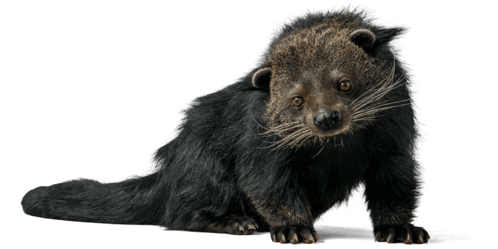 Binturong Conservation In Indonesia