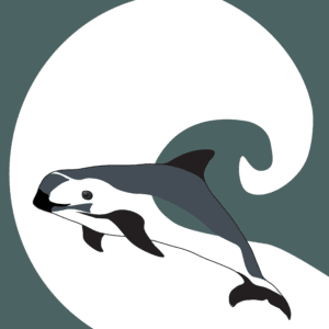 The Vaquita (Phocoena sinus)