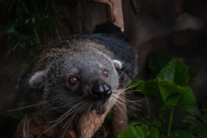 Binturong looks at the camera