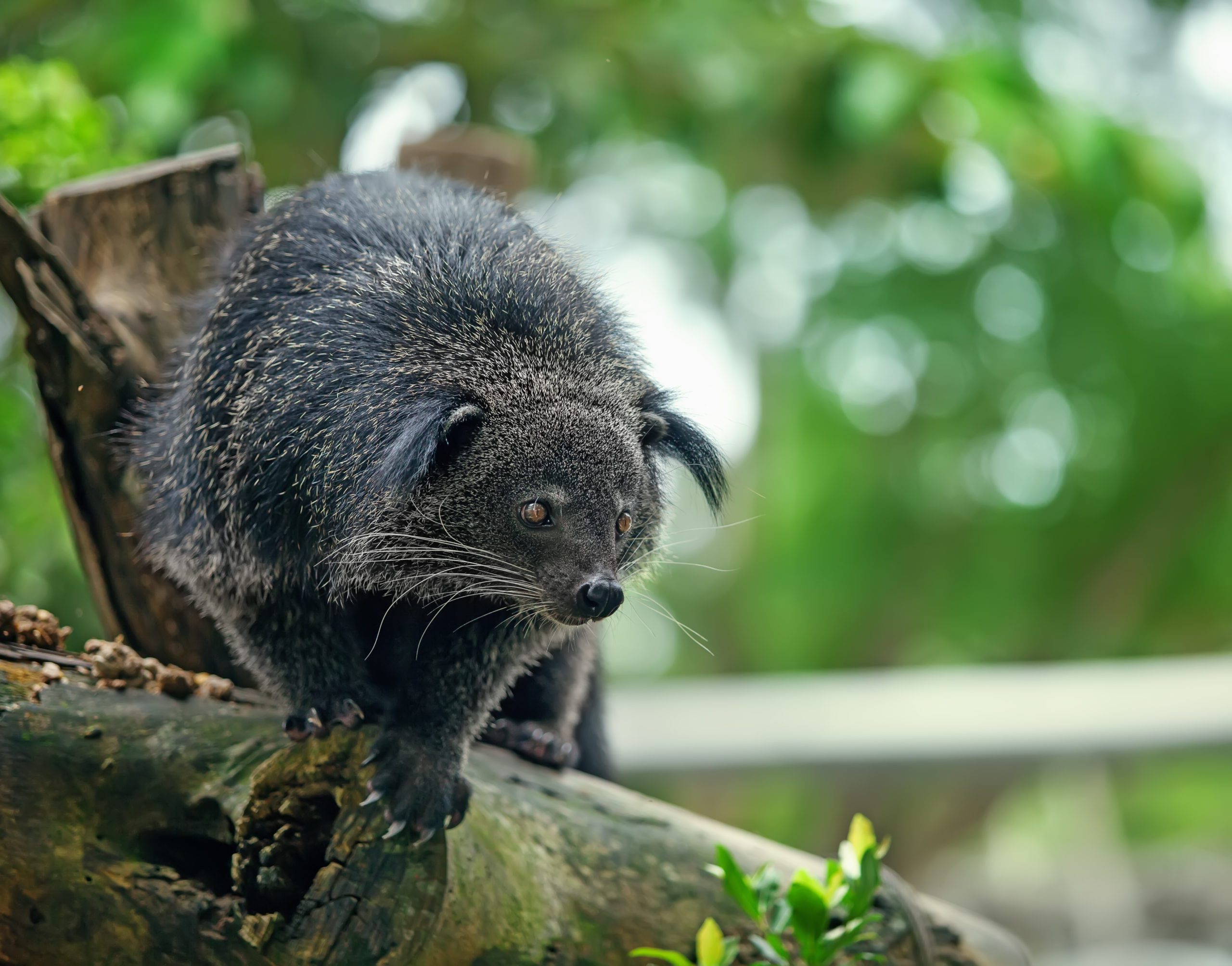 Binturong - Revive & Restore