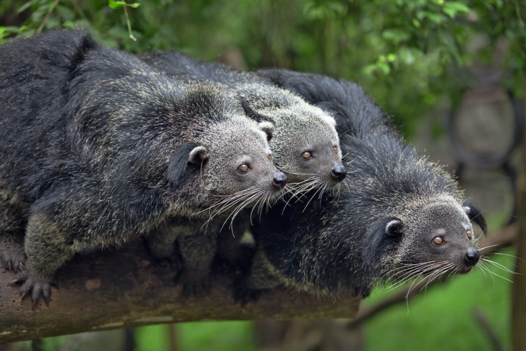 Three captive binturong on a branch, waiting for food. Credit: freepik