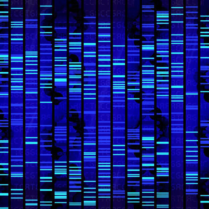 Gel lanes in DNA sequencing
