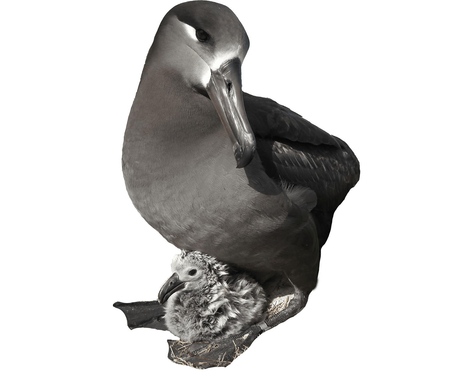 Black-footed albatross, isolated | Wild Genomes Feature | Revive & Restore