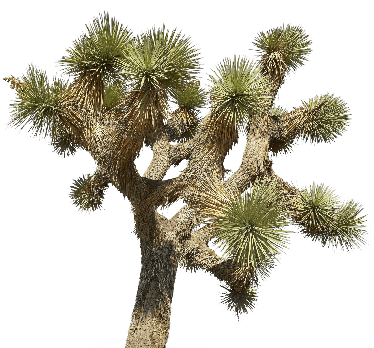 Joshua Tree Resilience To Climate Change