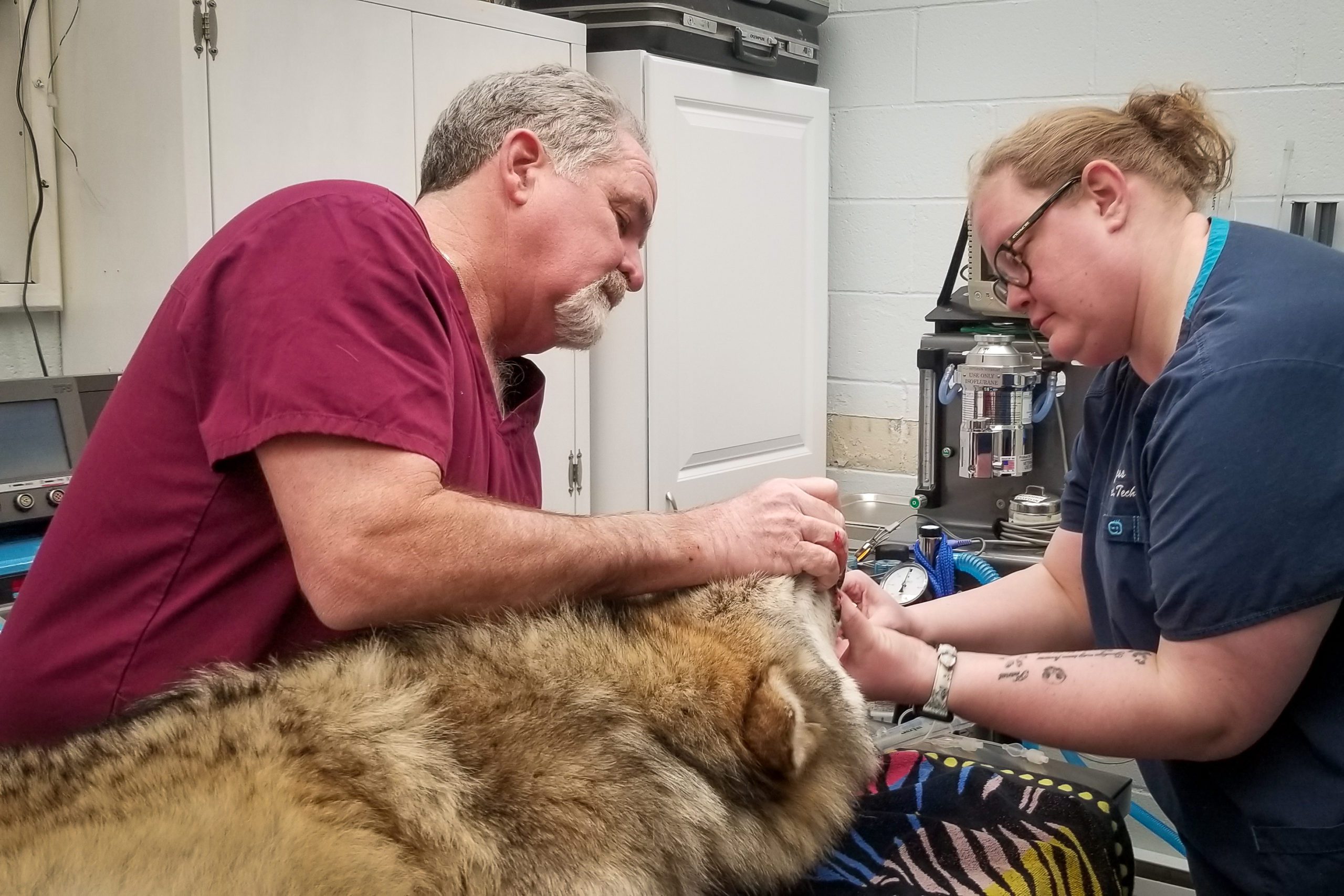 Inspecting the health of a female Mexican wolf before taking a skin sample for biobanking | Rebecca Bose, Wolf Conservation Center