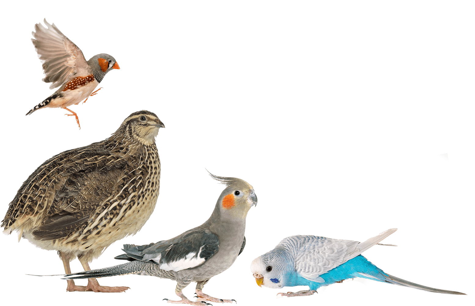 LEFT SIDE - Bird assemblage of species on white - BBC page
