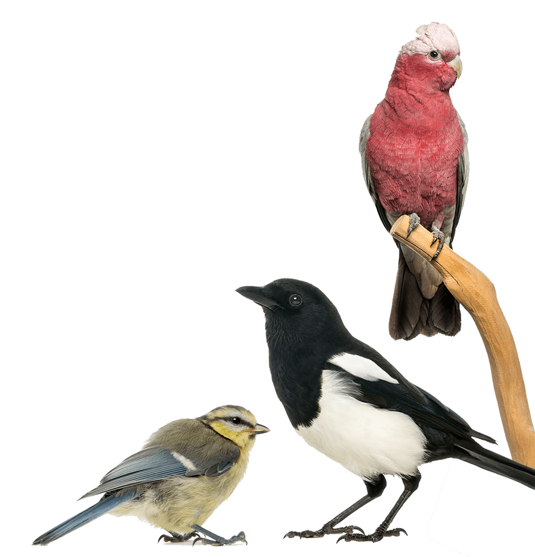 RIGHT SIDE - Bird assemblage of species on white - BBC page