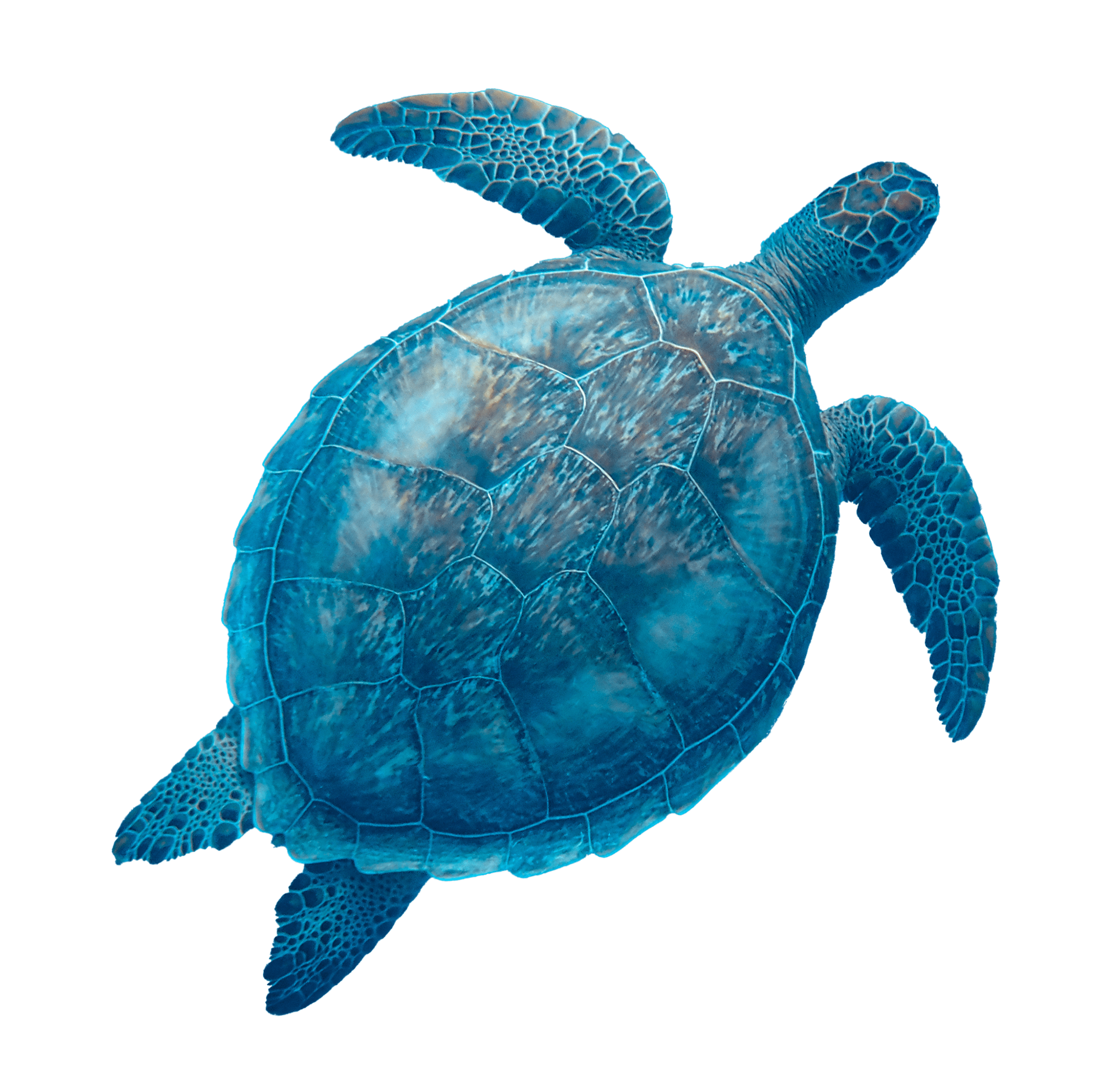 Swimming sea turtle, isolated | Wild Genomes Feature | Revive & Restore