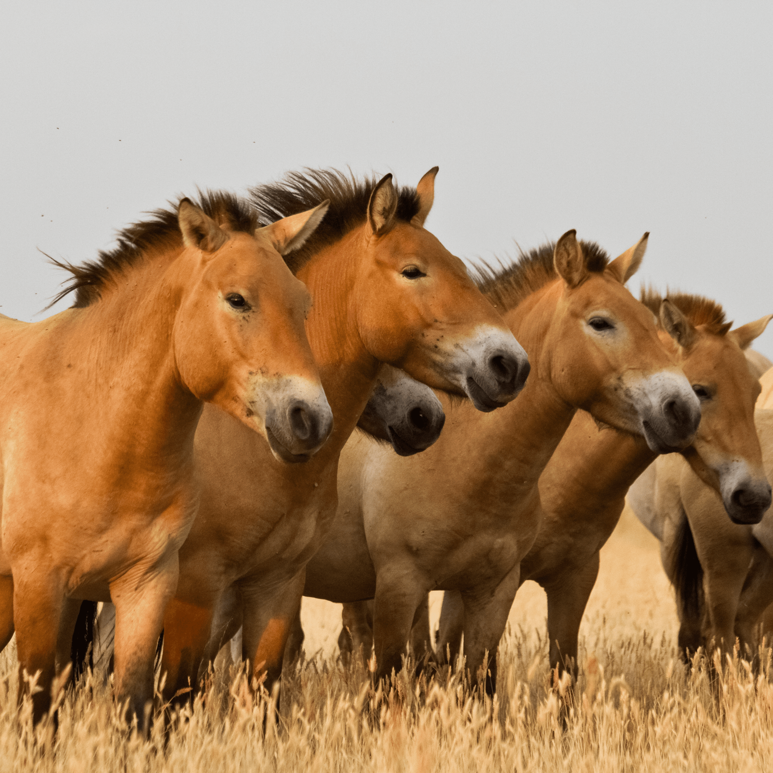 Wild herd of Przewalski’s horses (Equus przewalskii)