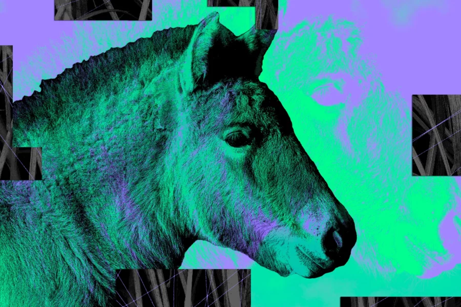 Wired cover - new horse foal 2023