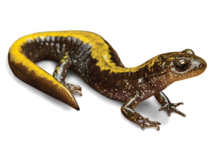 Long-toed-Salamander