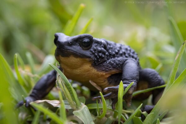 Jambato harlequin frog (Atelopus ignescens) | Mica Stacey