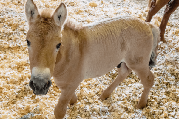 August 28, 2020 at the Texas veterinary facility of ViaGen Equine collaborator, Timber Creek Veterinary August 28, 2020. 3-week-old Przewalski’s horse clone at the ViaGen facility in Texas. Credit: Scott Stine, Timber Creek Veterinary