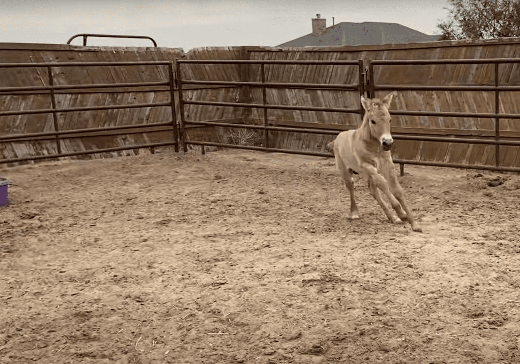 November 11, 2020: 3-month-old Kurt jumps and bucks while his surrogate mother stands by. (Courtesy Timber Creek Veterinary)