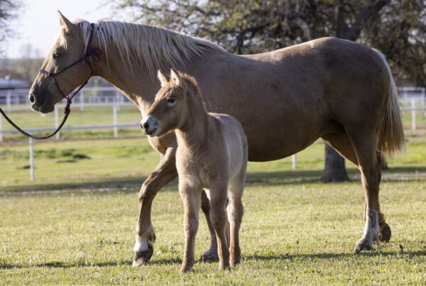 Przewalski’s horse clone and his domestic horse mother at ViaGen facility in Texas. Photo credit: April 1, 2023, by Ken Bohn, San Diego Zoo Wildlife Alliance
