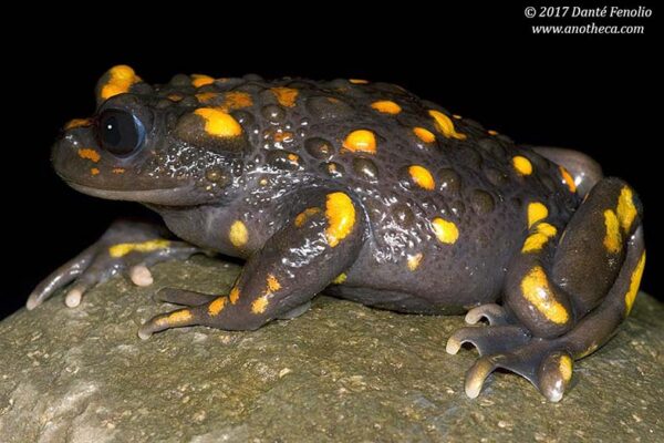 Chile Mountains false toad (Telmatobufo venustus) | Danté Fenolio