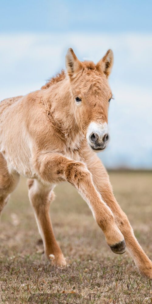 5-day-old Przewalski’s horse clone at the ViaGen facility in Texas. Credit: Elizabeth Arellano Photography