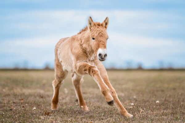 5-day-old Przewalski’s horse clone at the ViaGen facility in Texas. Credit: Elizabeth Arellano Photography