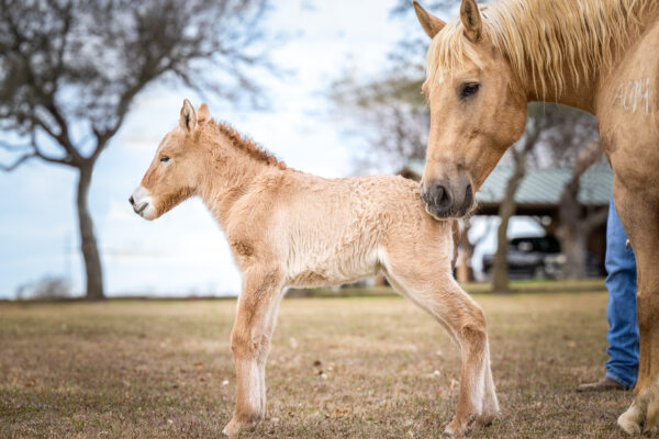 5-day-old Przewalski’s horse clone and his domestic horse mother at the ViaGen facility in Texas. Credit: Elizabeth Arellano Photography