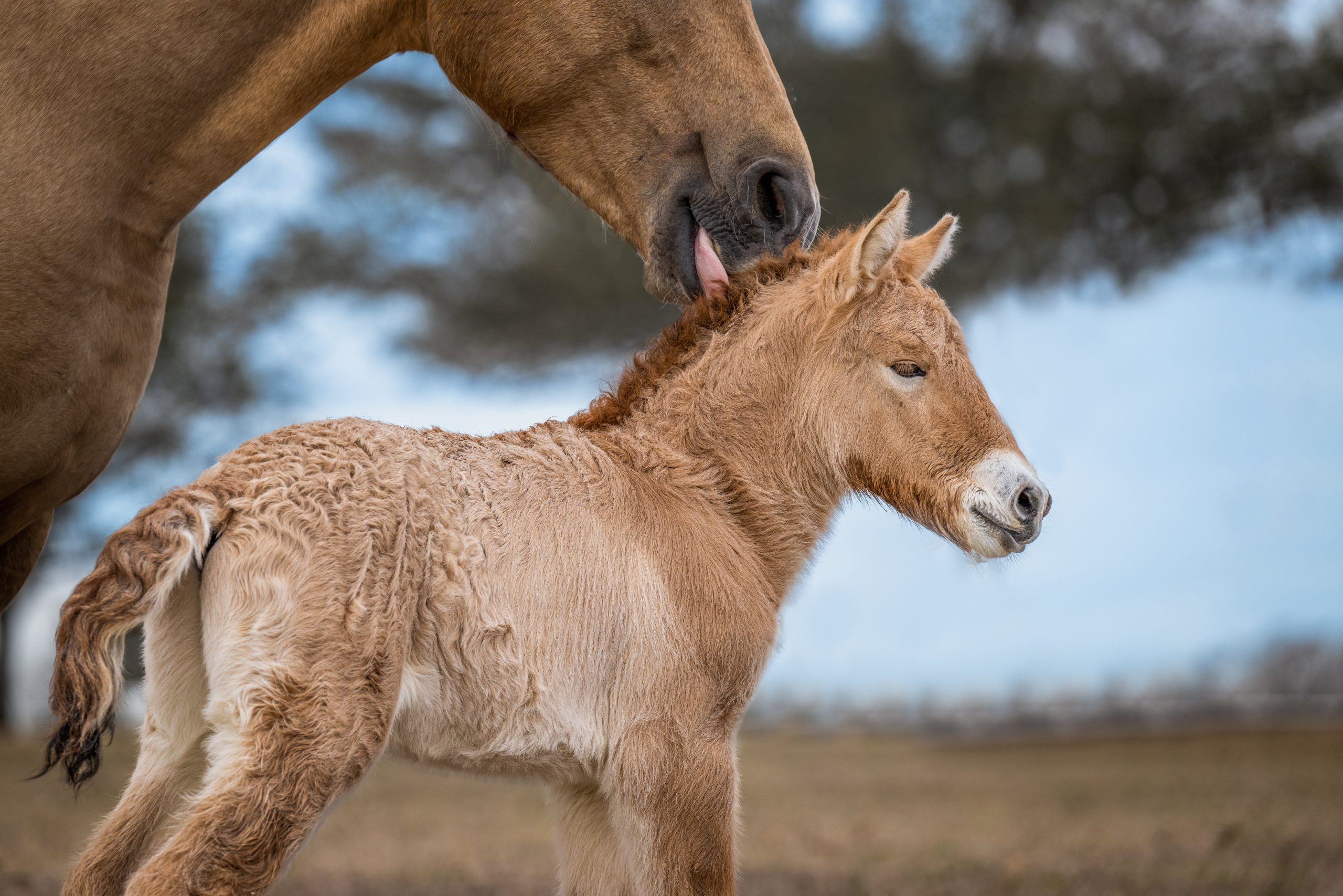 5-day-old Przewalski’s horse clone and his domestic horse mother at the ViaGen facility in Texas. Credit: Elizabeth Arellano Photography