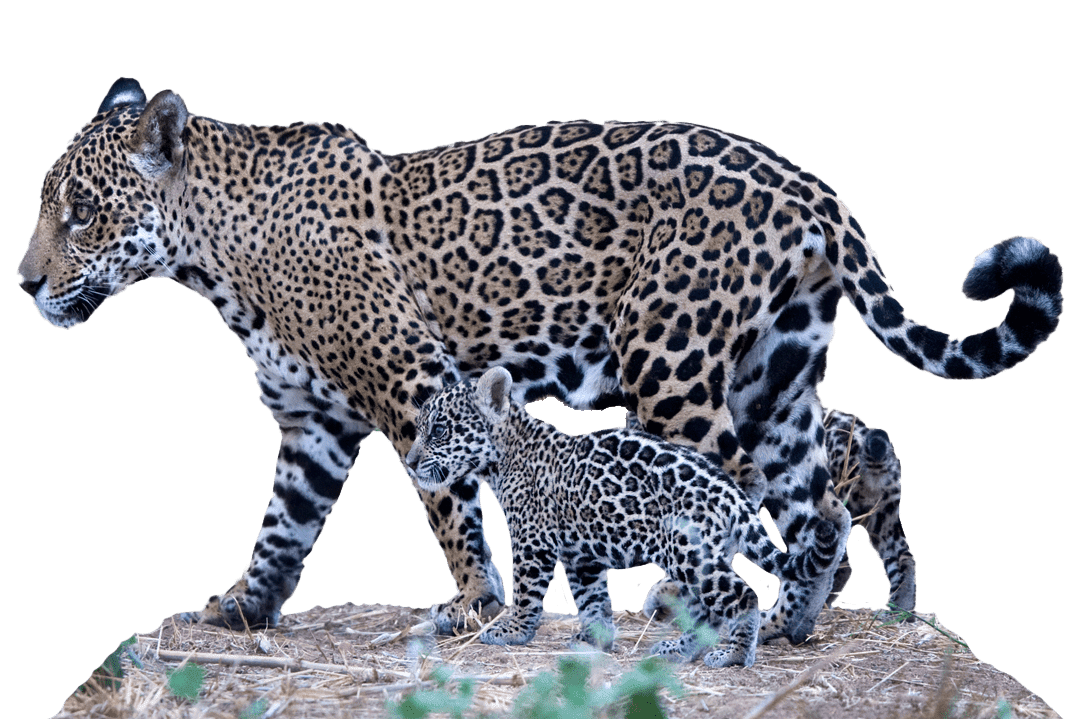 Bolivian jaguar with cubs