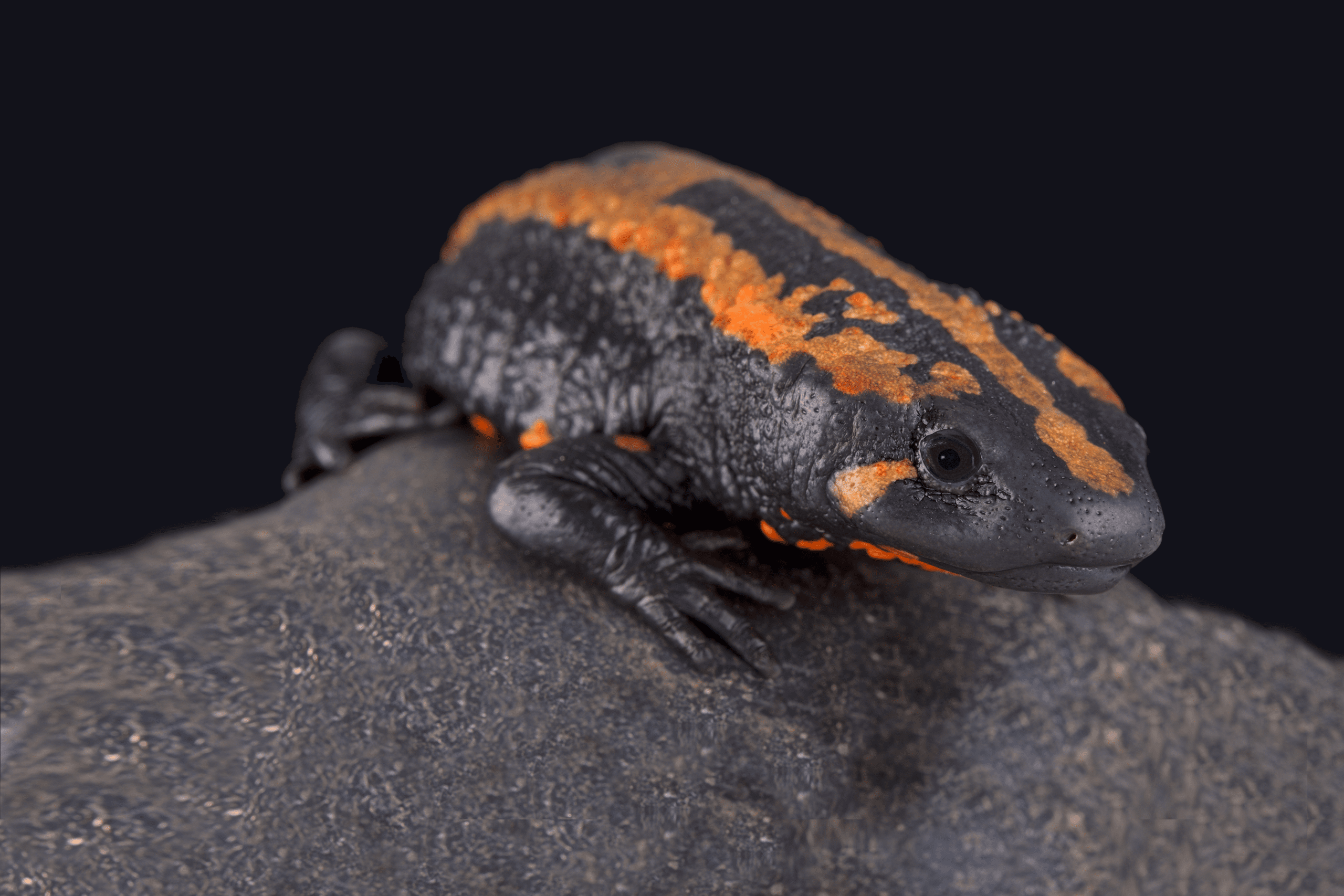 Laos warty newt (Laotriton laoensis) | Shutterstock