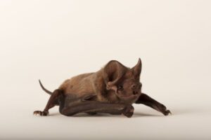 A critically endangered Florida bonneted bat (Eumops floridanus).