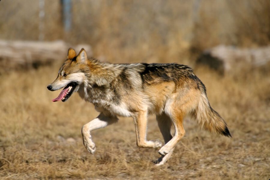 Captive Mexican Wolf at Sevilleta National Wildlife Refuge, New Mexico. Credit: Jim Clark, U.S. Fish and Wildlife Service