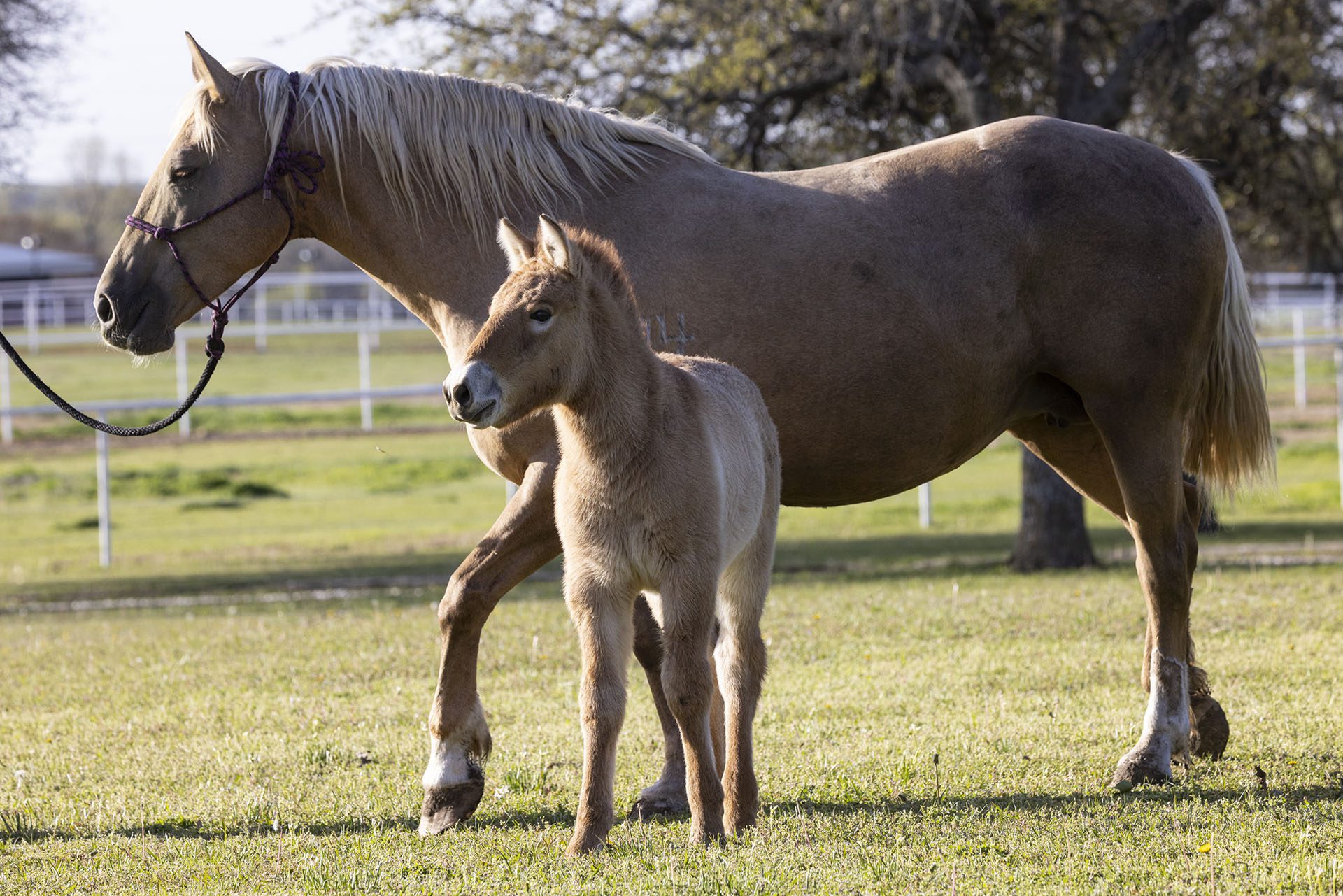 World's second Przewalski's horse clone born Feb. 17,2023