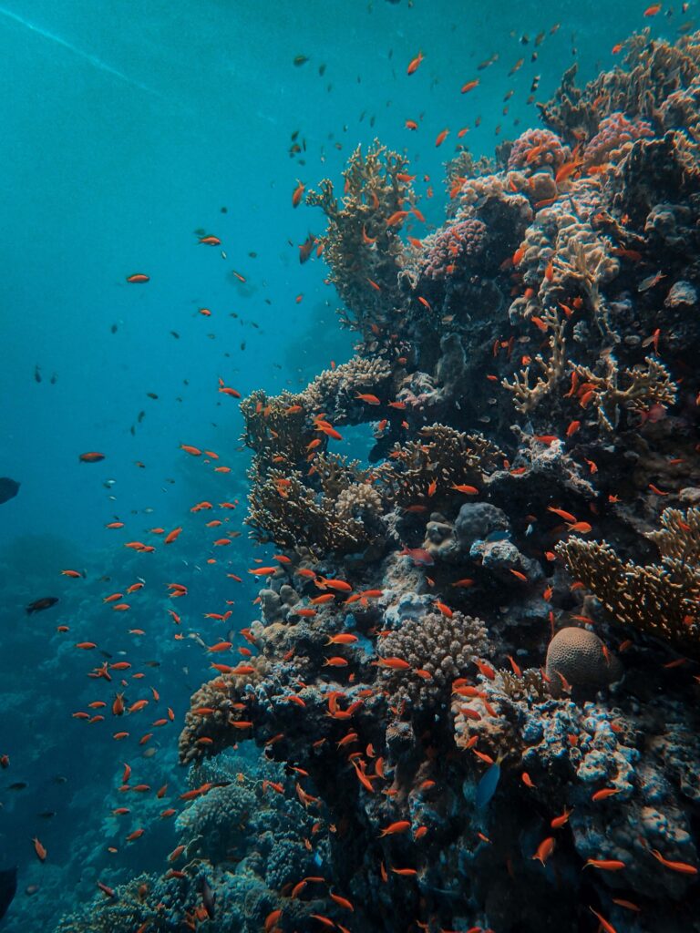 Coral reef in the Red Sea | Francesco Ungaro