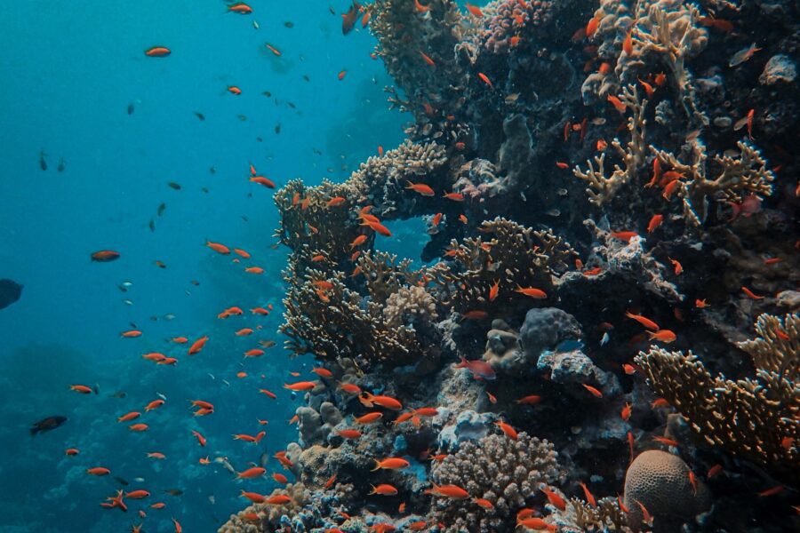 Coral reef in the Red Sea | Francesco Ungaro