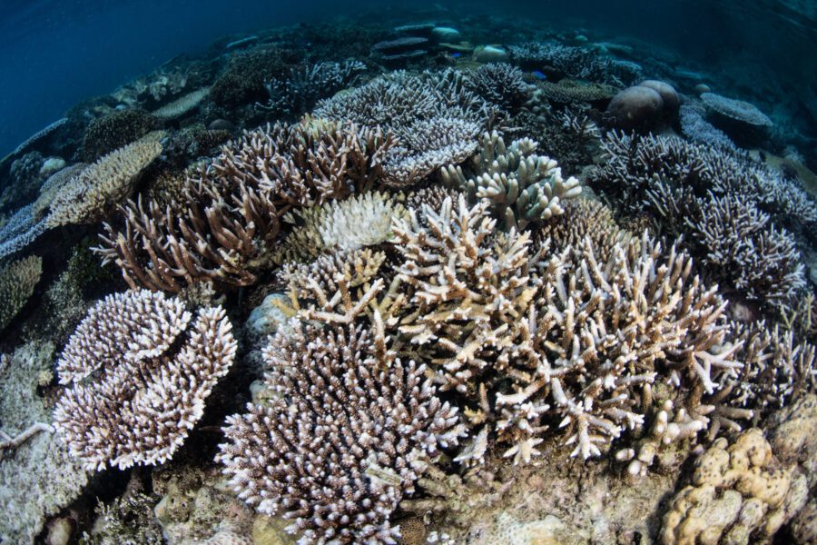 Corals have begun to bleach on a shallow reef in Raja Ampat, Indonesia. Bleaching usually occurs due to high sea surface temperatures | Shutterstock