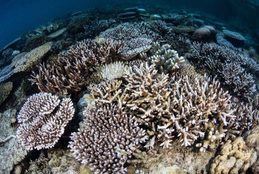 Corals have begun to bleach on a shallow reef in Raja Ampat, Indonesia. Bleaching usually occurs due to high sea surface temperatures | Shutterstock