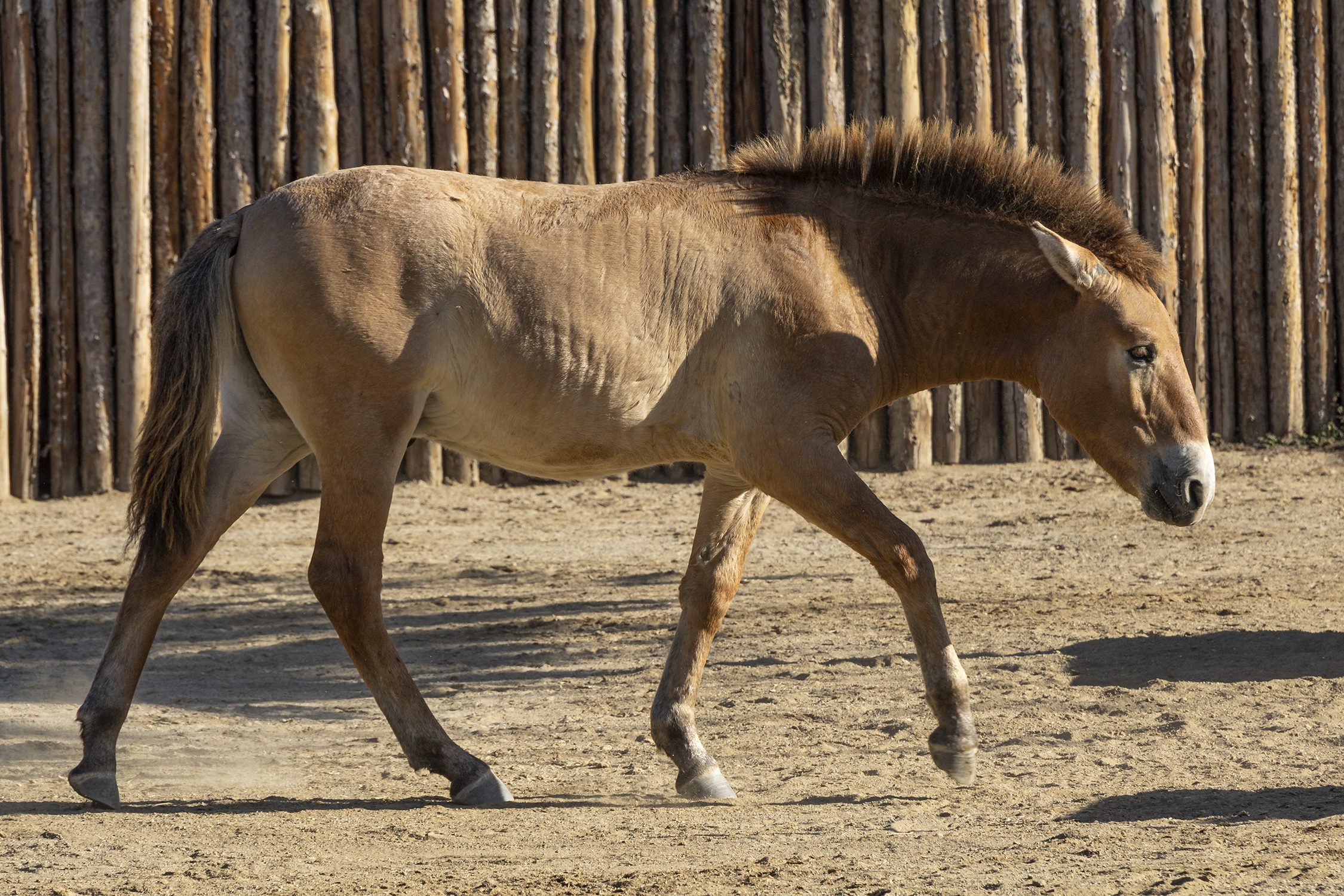 Ollie, the world's second successfully cloned Endangered Przewalski’s Horse | San Diego Zoo Wildlife Alliance