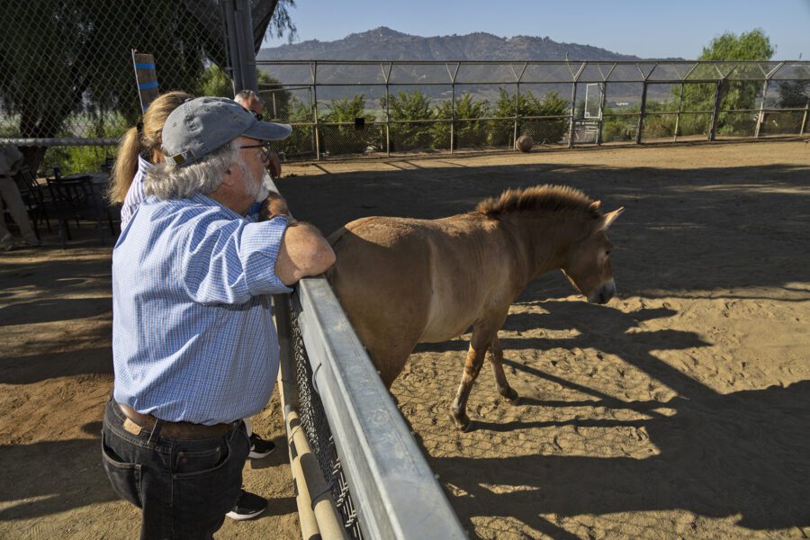 Dr. Oliver Ryder looks at his namesake, Ollie, the world’s second cloned Przewalksi’s horse