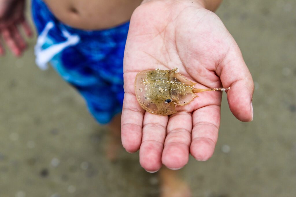 Child holding baby horseshoe crab in hand on beach | Shutterstock
